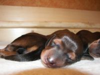 jamnik- �pi�ce szczeni�